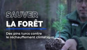 Des pins turcs contre le réchauffement climatique pour sauver la forêt