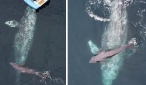 En Californie, une baleine grise a donné naissance à son petit devant un groupe de touristes