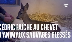 Dans le Rhône, un centre de soin recueille des animaux sauvages blessés