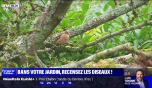 La LPO invite les Français à recenser les oiseaux dans leur jardin ce week-end