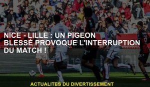 Nice - Lille: Un pigeon blessé provoque l'interruption du match!