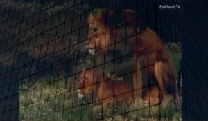 Lion Mating Ritual up Close Animal Mating Live 2023 Animal Mating Live   YouTube when animals attack