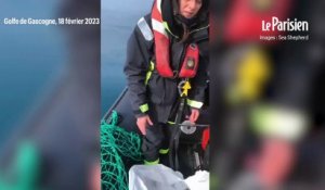 Un dauphin retrouvé mutilé et scarifié dans le Golfe de Gascogne