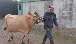 Indienne, une vache jersiaise de Renazé, se prépare pour le Salon de l'agriculture