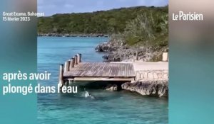 Combat insolite entre un chien et un requin-marteau aux Bahamas