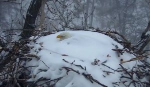 États-Unis : un pygargue à tête blanche a été aperçu en train de couver ses oeufs en pleine tempête de neige