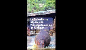 La Colombie se sépare des "hippopotames de la cocaïne"