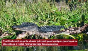 Une femme vole un oeuf d’alligator dans un zoo avant que l’animal ne soit retrouvé 20 après !