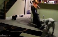 Funny Dogs vs Vacuum Cleaner Compilation
