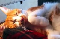Cute Animal Videos Compilation 2015 - Best cat Videos 720p - HD (3)