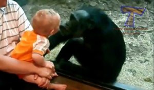 Tiger Productions   Cute animals kissing babies    Funny animal & baby compilation!