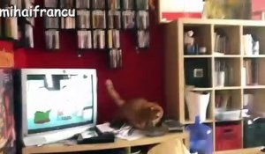 Funny Cats Jump Fails Compilation 2016   NEW HD (2)