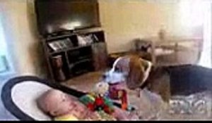 Dog Taking Baby Top Video Funny HD