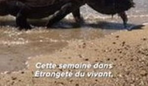 Un Dragon de Komodo sort de l'eau avec sa tête coincée dans la carapace d'une tortue !