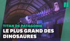 Le squelette d’un Titanosaure exposé pour la première fois en Europe