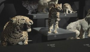 Les félins s'exposent à la Grande galerie de l'évolution à Paris