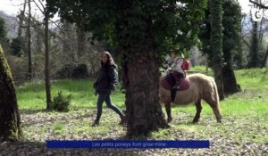 Reportage - Les conséquences de la sécheresse sur les poneys
