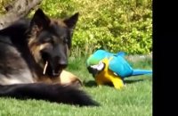 Funny Parrots Annoying Dogs 2014 [NEW HD]