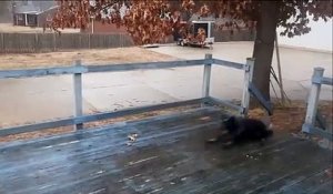 Ce chien s'éclate en glissant sur la terrasse