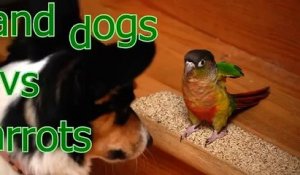 Cats and dogs vs parrots   Funny and cute animal compilation (5)