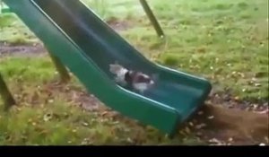 FUNNY GIF COMPILATION NEW FUNNY ANIMAL VINES AND GIFS (2)