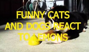Funny cats and dogs react to lemons - Funny animal compilation