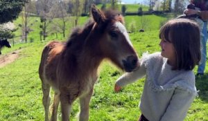 À la découverte d'un élevage de chevaux Irish Cob