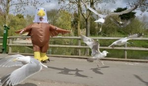 Un zoo britannique embauche des personnes pour se déguiser en oiseaux afin d'effrayer les mouettes