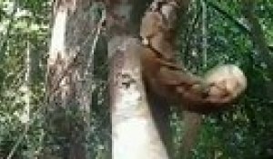 Ce python a une technique incroyable pour grimper aux arbres