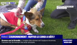 "Il y aura 80 à 100 corgis": Ruffus le corgi va participer à une parade de corgis pour célébrer le couronnement de Charles III