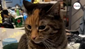 Une maîtresse retrouve son chat après ses vacances : les retrouvailles provoquent l’amusement des internautes