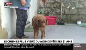 Agé de 31 ans, Bobi, qui vit dans un petit village du centre du Portugal, a été reconnu comme le chien le plus âgé du monde par le Guinness World Records - VIDEO