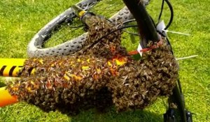 Un essaim d'abeille s'est installé... sur un vélo