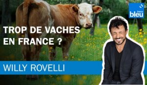 Trop de vaches en France ? - Le billet de Willy Rovelli