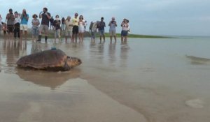 Des tortues échouées sur l'île de Ré retrouvent leur liberté