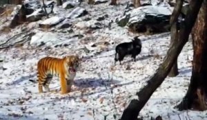 Une chèvre et un tigre sont meilleurs amis dans ce Zoo