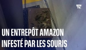 Un entrepôt Amazon est infesté par les souris