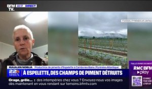 Orages à Espelette: "On a 100% de perte du champ", déplore une productrice de piments