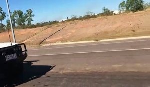 On ne croise pas ça tout les jours : crocodile géant sur la route