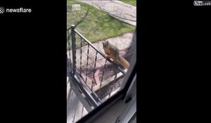 Un écureuil pas très timide vient demander à manger à la porte d'une maison