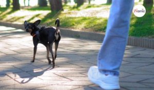 Combien de temps doit durer la promenade de votre chien en fonction de sa race