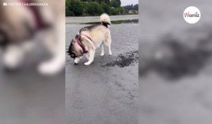 Le chien creuse des trous dans le sable sans imaginer qu'il est en train de faire une grave erreur (vidéo)