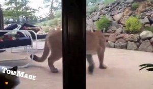 Ce chat veut jouer avec un puma... Courageux