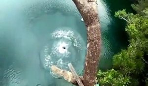 Il tente un plongeon vertigineux du haut d'un arbre et se prend la gamelle de sa vie
