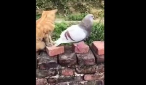 Un chat et un pigeon jouent ensemble