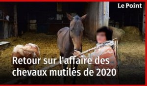 Retour sur l'affaire des chevaux mutilés de 2020