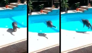 Vidéo : Un propriétaire méchant fait peur à un chat qui saute dans la piscine