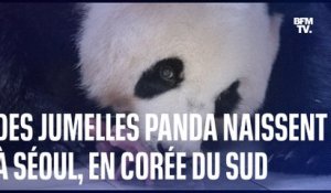 Des jumelles panda naissent dans un zoo à Séoul, en Corée du Sud