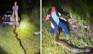 Vidéo : un chasseur de serpent capture un python birman gigantesque, des images terrifiantes