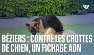 Contre les crottes de chien non ramassées dans le centre de Béziers, Robert Ménard instaure le fichage ADN canin